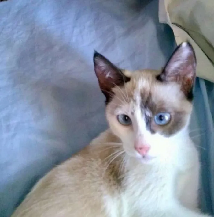 Gato ra a Siamês idade 2 a 6 meses nome Duquesa