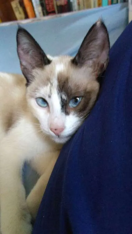 Gato ra a Siamês idade 2 a 6 meses nome Duquesa