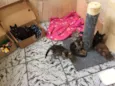Salem, Lou, Ritchie 