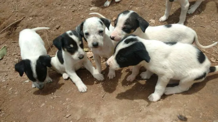 Cachorro ra a vira lata idade Abaixo de 2 meses nome Lesse, Pedrita...