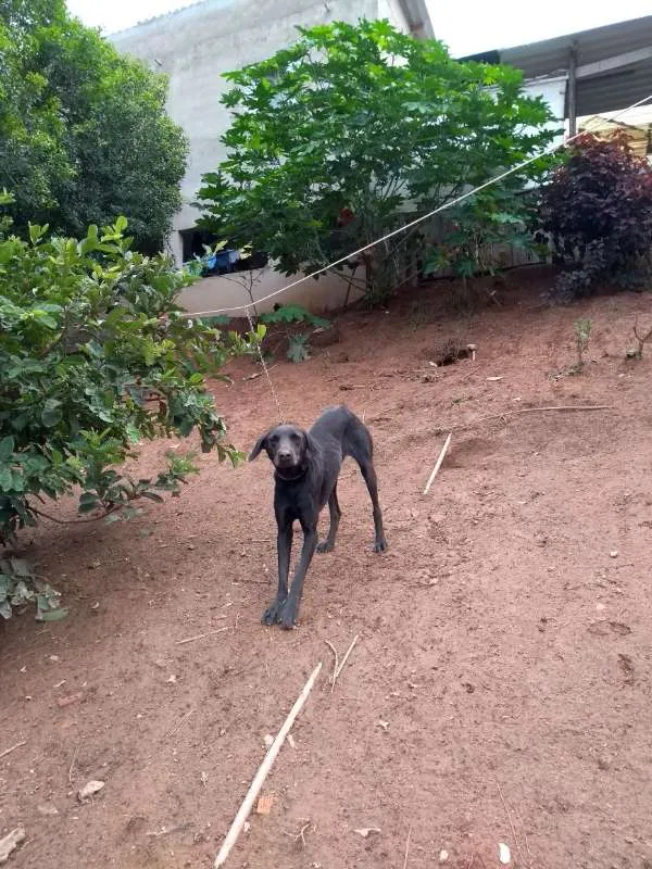 Cachorro ra a  idade 1 ano nome Pedrita