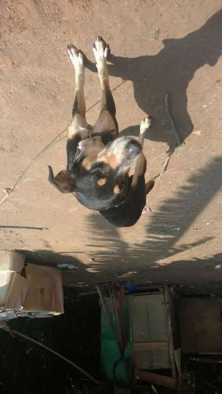 Cachorro ra a vira lata idade 2 anos nome Lesse