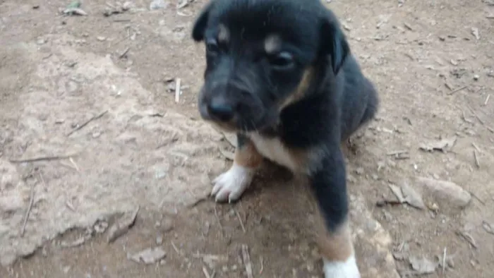 Cachorro ra a vira lata idade Abaixo de 2 meses nome sem nome