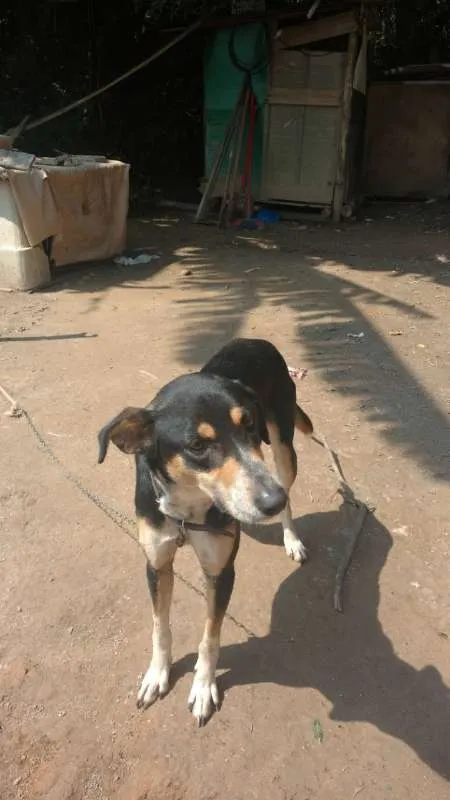 Cachorro ra a vira lata idade 2 anos nome Lesse