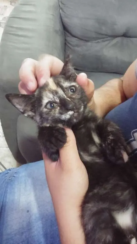 Gato ra a siames idade 2 a 6 meses nome não tem nome