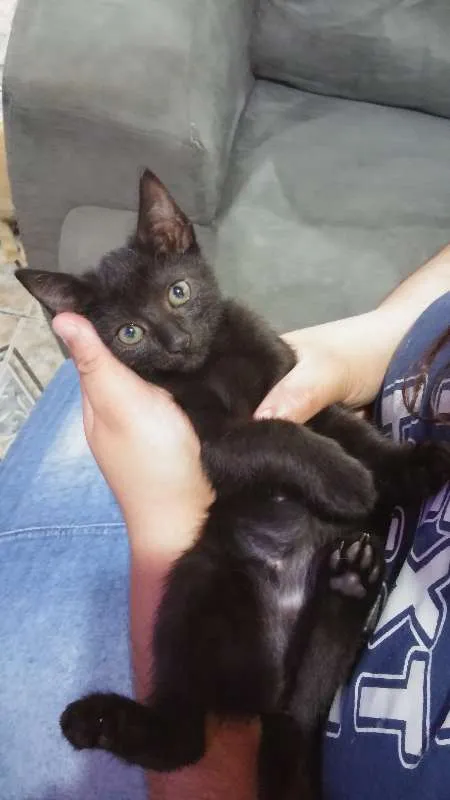 Gato ra a siames idade 2 a 6 meses nome não tem nome