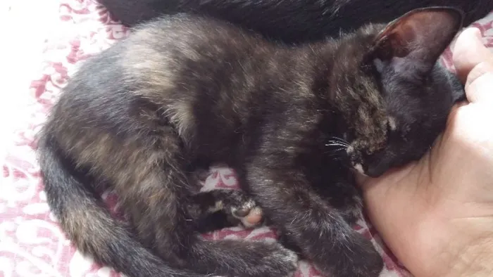 Gato ra a siames idade 2 a 6 meses nome não tem nome