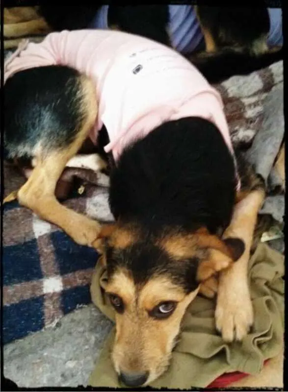 Cachorro ra a Não definida idade 2 a 6 meses nome Pérola