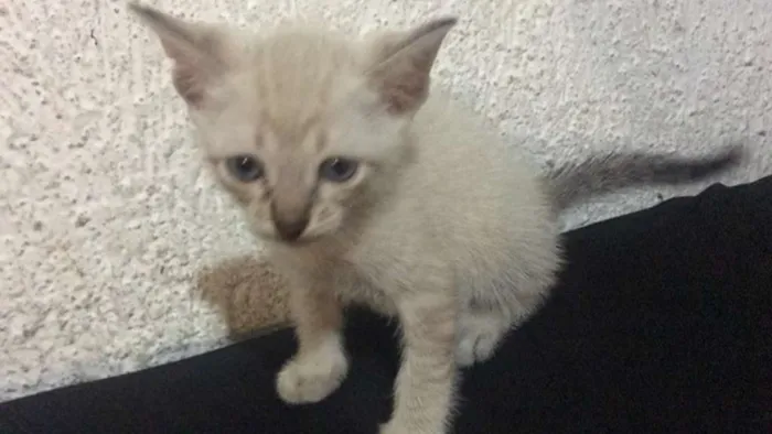 Gato ra a viralata idade Abaixo de 2 meses nome Olaf