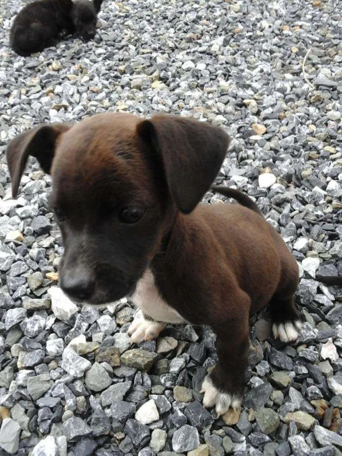 Cachorro ra a vira lata idade Abaixo de 2 meses nome nao tem nomes