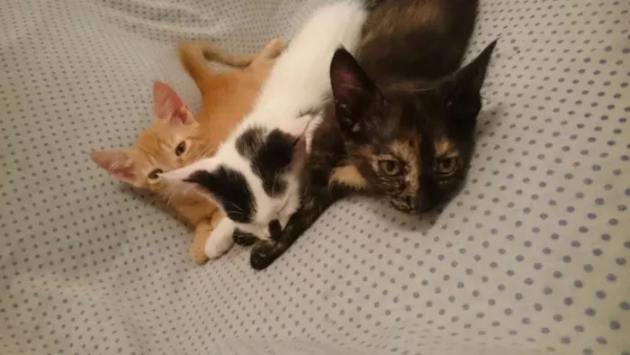 Gato raça SRD idade 2 a 6 meses nome Mirana (F) Void (M)