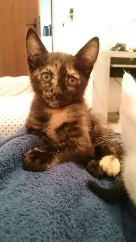 Gato raça SRD idade 2 a 6 meses nome Mirana (F) Void (M)