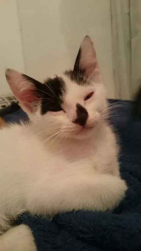 Gato raça SRD idade 2 a 6 meses nome Mirana (F) Void (M)