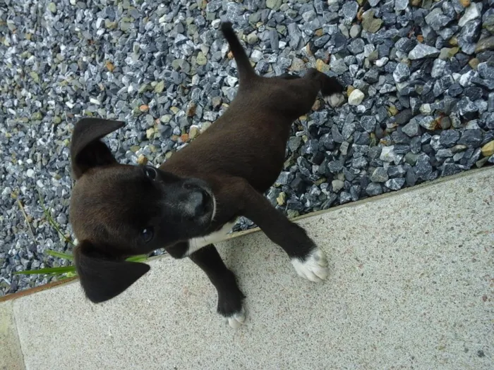 Cachorro ra a vira lata idade Abaixo de 2 meses nome nao tem nomes