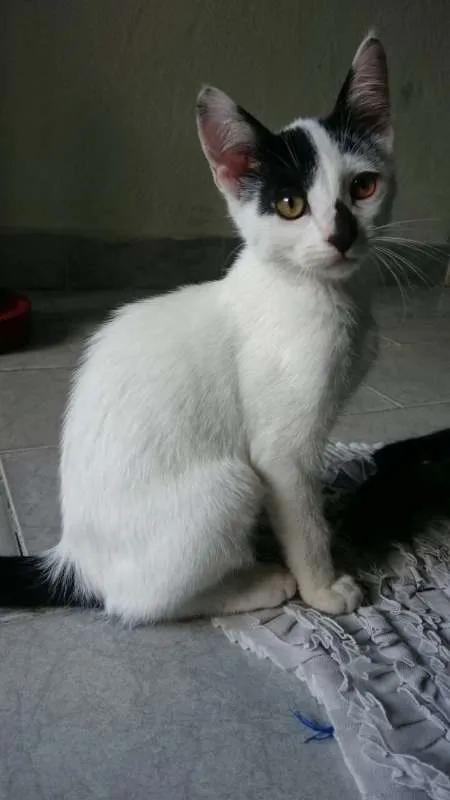 Gato raça SRD idade 2 a 6 meses nome Mirana (F) Void (M)