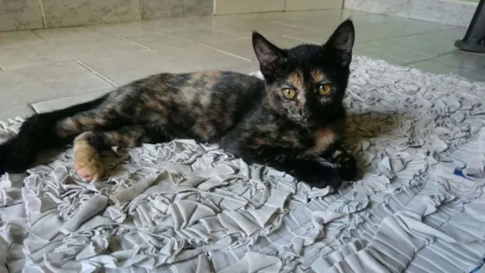 Gato raça SRD idade 2 a 6 meses nome Mirana (F) Void (M)