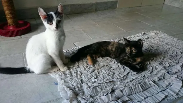 Gato raça SRD idade 2 a 6 meses nome Mirana (F) Void (M)