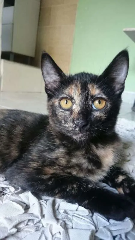 Gato raça SRD idade 2 a 6 meses nome Mirana (F) Void (M)