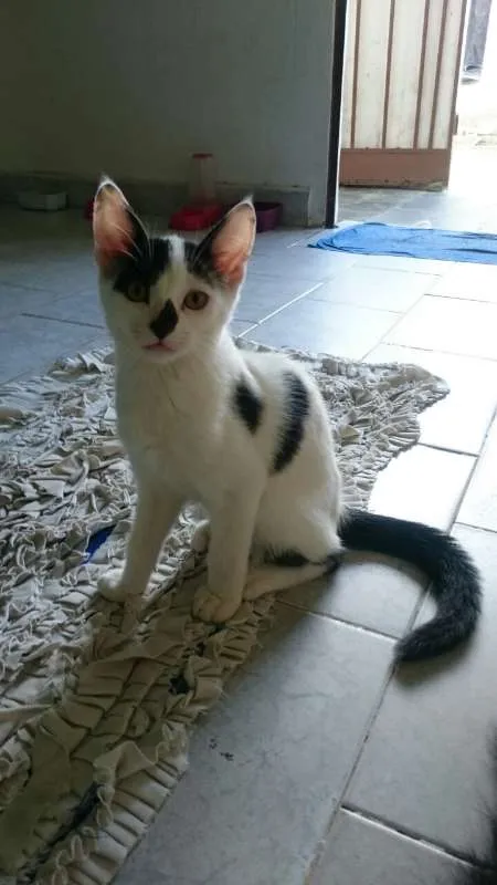 Gato raça SRD idade 2 a 6 meses nome Mirana (F) Void (M)