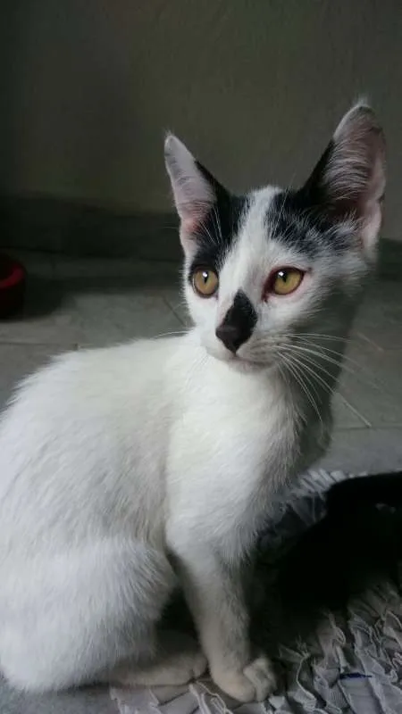 Gato raça SRD idade 2 a 6 meses nome Mirana (F) Void (M)