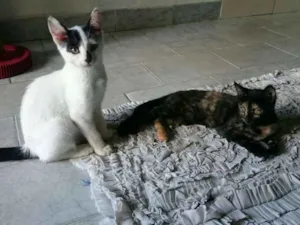 Gato raça SRD idade 2 a 6 meses nome Mirana (F) Void (M)