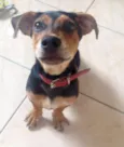 Doguinho