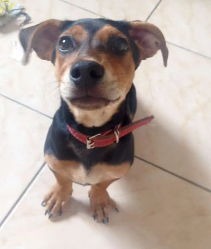 Cachorro raça SRD idade 2 a 6 meses nome Doguinho