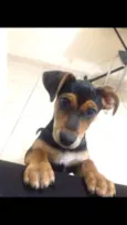 Doguinho
