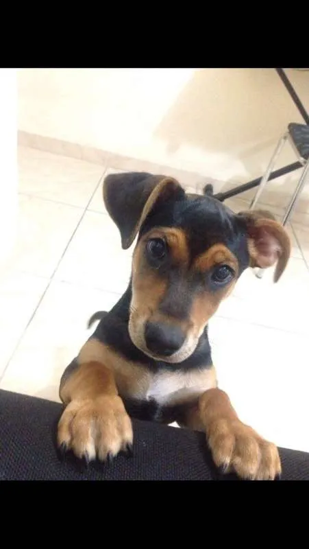 Cachorro raça SRD idade 2 a 6 meses nome Doguinho