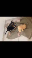 Doguinho