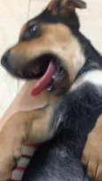 Doguinho