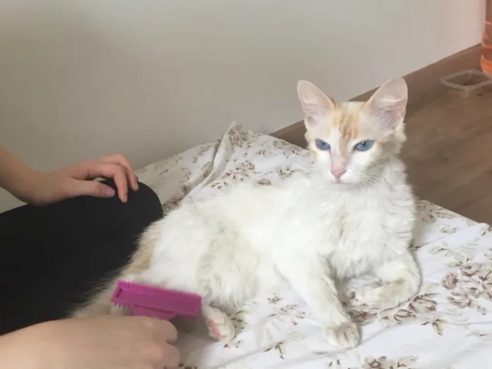 Gato ra a SRD idade 2 anos nome Linda