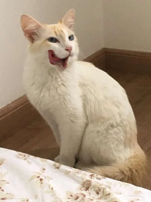 Gato ra a SRD idade 2 anos nome Linda