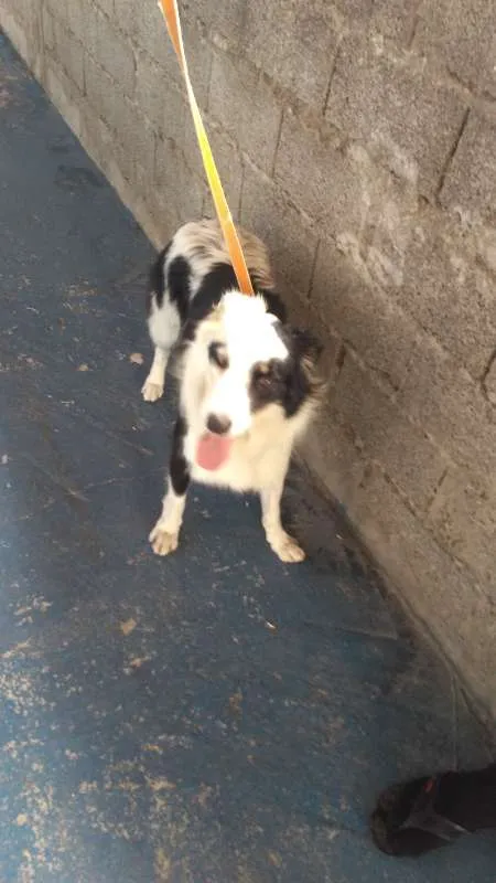 Cachorro raça Border Collie idade 3 anos nome Theo