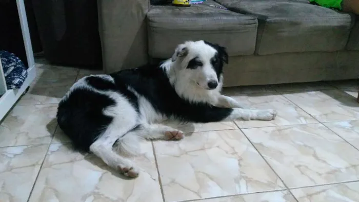 Cachorro raça Border Collie idade 3 anos nome Theo