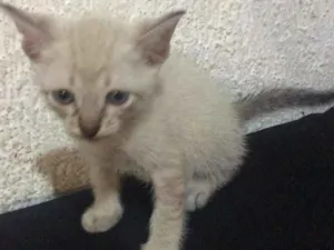Gato raça viralata idade Abaixo de 2 meses nome Olaf