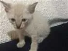 Gato raça viralata idade Abaixo de 2 meses nome Olaf