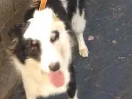 Cachorro raça Border Collie idade 3 anos nome Theo