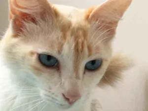 Gato raça SRD idade 2 anos nome Linda