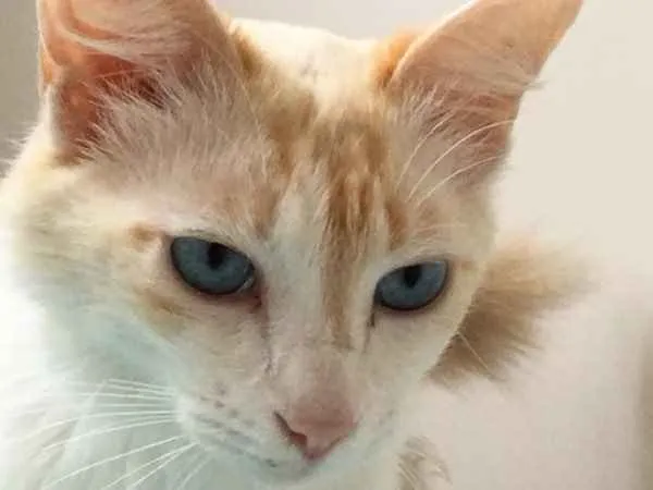 Gato ra a SRD idade 2 anos nome Linda