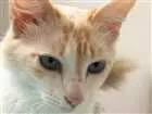 Gato raça SRD idade 2 anos nome Linda