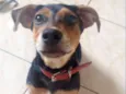 Doguinho