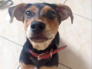 Cachorro raça SRD idade 2 a 6 meses nome Doguinho