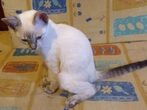 Gato raça viralata idade 2 a 6 meses nome Freya