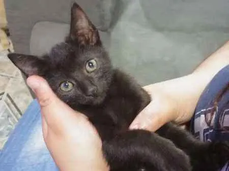 Gato ra a siames idade 2 a 6 meses nome não tem nome