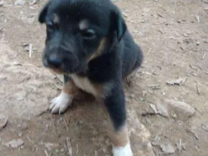 Cachorro raça vira lata idade Abaixo de 2 meses nome sem nome