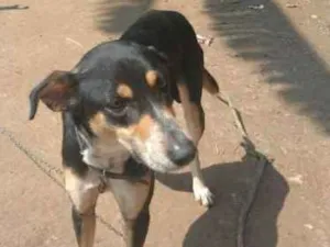 Cachorro raça vira lata idade 2 anos nome Lesse