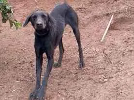 Cachorro raça  idade 1 ano nome Pedrita