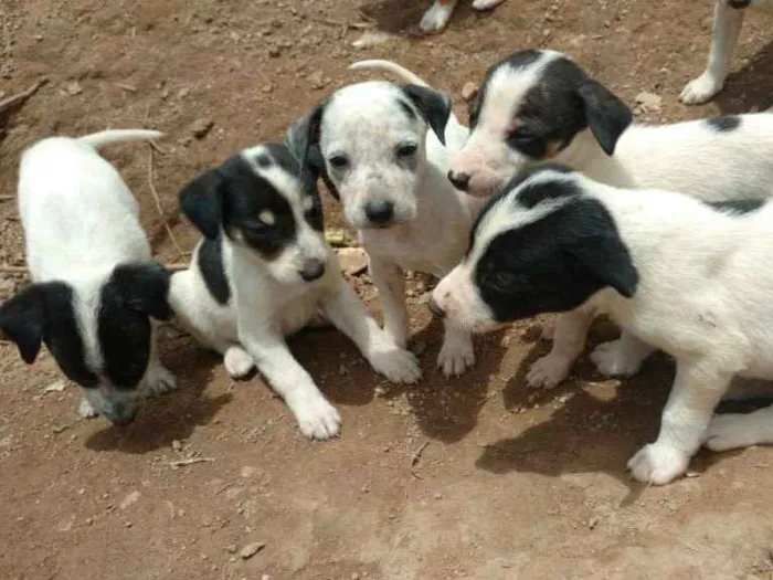 Cachorro ra a vira lata idade Abaixo de 2 meses nome Lesse, Pedrita...