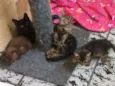 Salem, Lou, Ritchie 